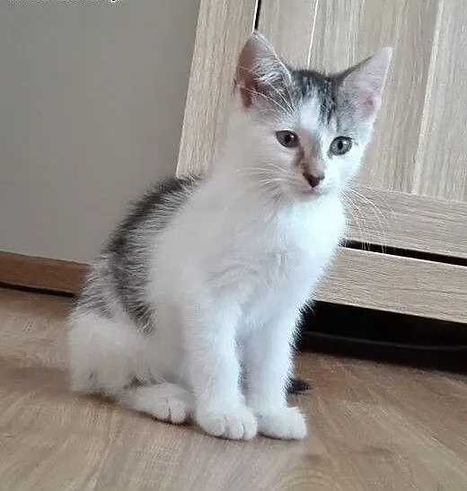 Ika kotka adopcja, śląskie Żory
