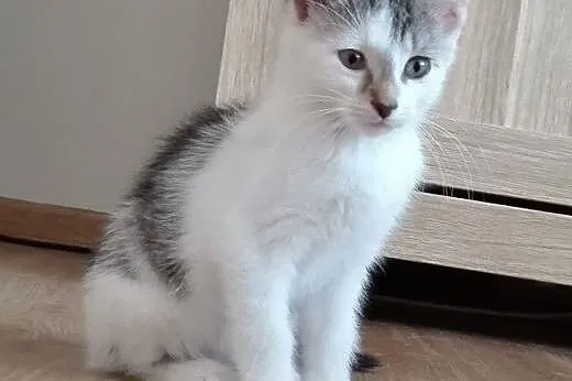 Ika kotka adopcja,  śląskie Żory