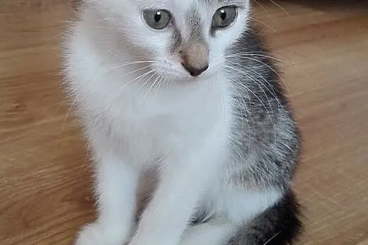 Ika kotka adopcja,  śląskie Żory