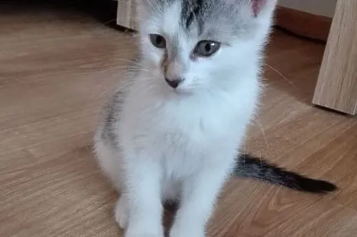 Ika kotka adopcja,  śląskie Żory