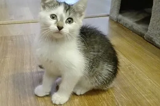 Ika kotka adopcja,  śląskie Żory