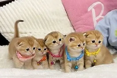 Kotek szkocki złoty. Scottish fold. Do rezerwacji