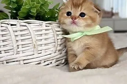 Kotek szkocki złoty. Scottish fold. Do rezerwacji, Dolnośląskie, Wrocław