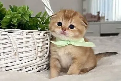Kotek szkocki złoty. Scottish fold. Do rezerwacji, Dolnośląskie, Wrocław
