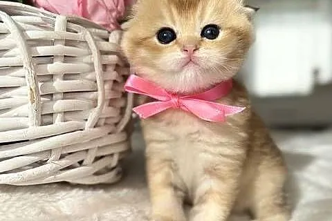 Kotek szkocki złoty. Scottish fold. Do rezerwacji, Dolnośląskie, Wrocław