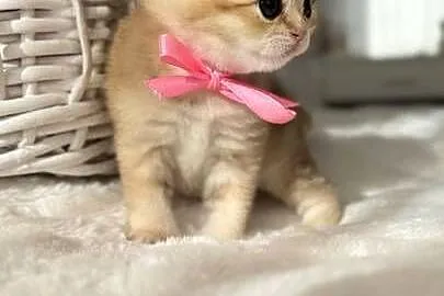 Kotek szkocki złoty. Scottish fold. Do rezerwacji, Dolnośląskie, Wrocław