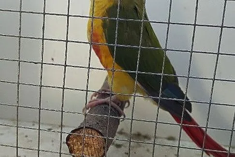 Sprzedam rudosterki pineapple, Śląskie, Jeżowa