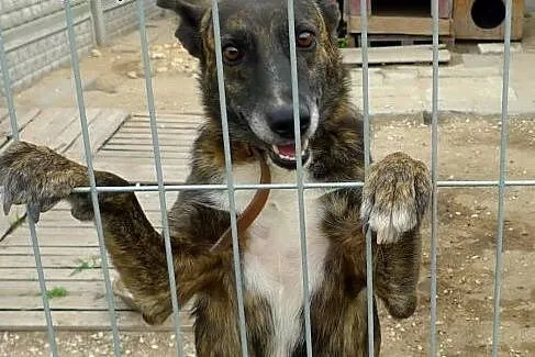 Moczówka to nie wyrok, adoptuj wspaniałą Arizonkę!,  małopolskie Kraków