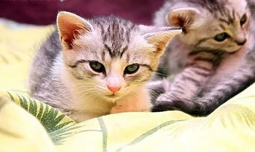 Sawa,Saga,Sara -whiskasowy Klan Kociątek ;), mazo