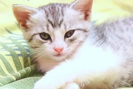 Sawa,Saga,Sara -whiskasowy Klan Kociątek ;),  mazo