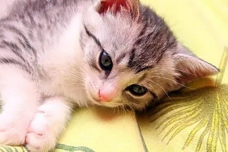 Sawa,Saga,Sara -whiskasowy Klan Kociątek ;),  mazo