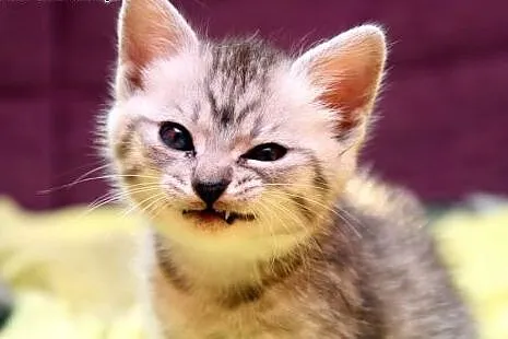 Sawa,Saga,Sara -whiskasowy Klan Kociątek ;),  mazo