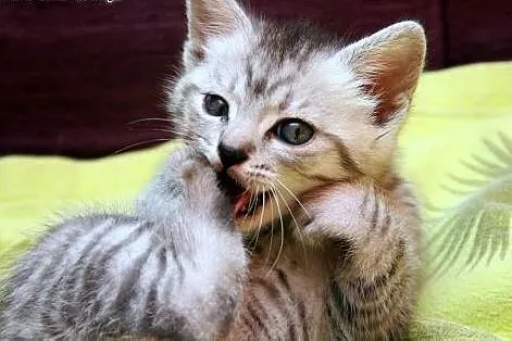Sawa,Saga,Sara -whiskasowy Klan Kociątek ;),  mazo