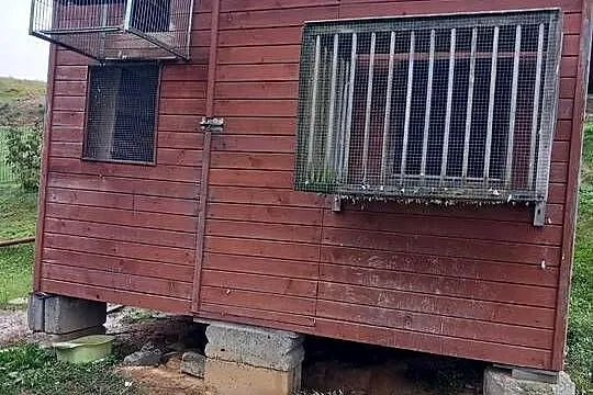 Gołębnik drewaniany z gołębiami, Podkarpackie, Dębowa