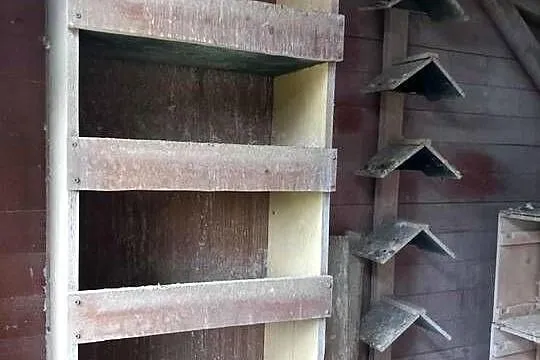 Gołębnik drewaniany z gołębiami, Podkarpackie, Dębowa