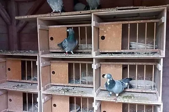 Gołębnik drewaniany z gołębiami, Podkarpackie, Dębowa