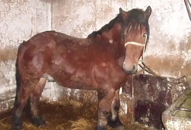 Koń zimnokrwisty