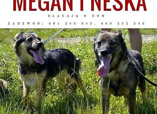 Megan i Neska błaga o dom, śląskie Dąbrowa Górnic
