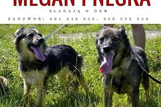 Megan i Neska błaga o dom,  śląskie Dąbrowa Górnic