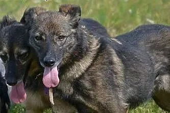 Megan i Neska błaga o dom,  śląskie Dąbrowa Górnic