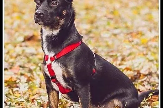 Ok. 1,5 roczna nieduża kochana Luśka -odda Ci serc