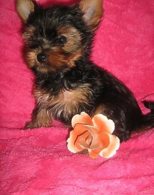 Yorkshire Terrier- piesek z rodowodem, dolnośląsk