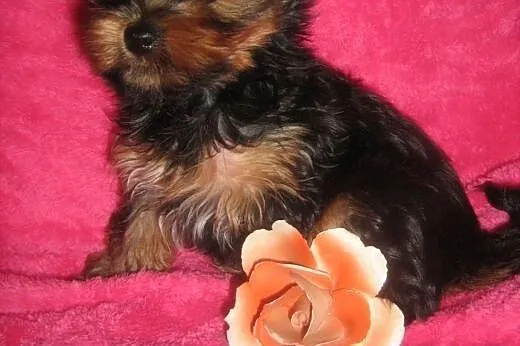 Yorkshire Terrier- piesek z rodowodem,  dolnośląsk