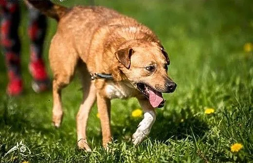 MARIO - ogon wciąż w ruchu, posmyraj go po brzuchu