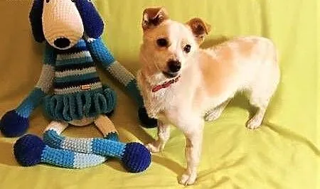 RAMBO - wrażliwy, malutki, 6 kg psiak; szuka domu, łódzkie Łódź, Łódzkie, Łódź