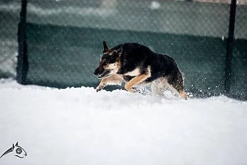 Leo - dumnie przy twym boku będzie maszerował:) , 