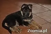 Suczka Owczarka Niemieckiego Krótkowłosa Szczenię 