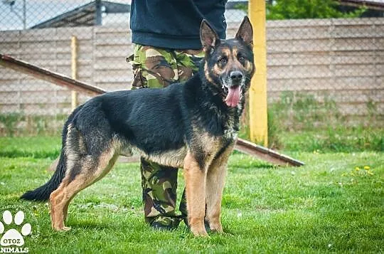 OTOZ Animals - Rafael - dojrzały, szalony owczaek szuka domu z ogrodem, Pomorskie, Tczew