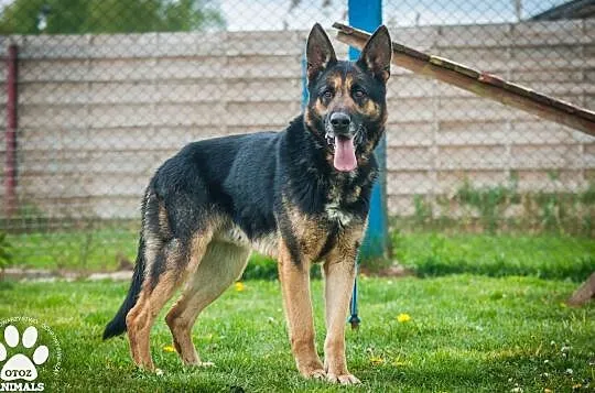 OTOZ Animals - Rafael - dojrzały, szalony owczaek szuka domu z ogrodem, Pomorskie, Tczew