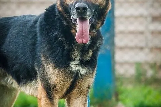 OTOZ Animals - Rafael - dojrzały, szalony owczaek szuka domu z ogrodem, Pomorskie, Tczew