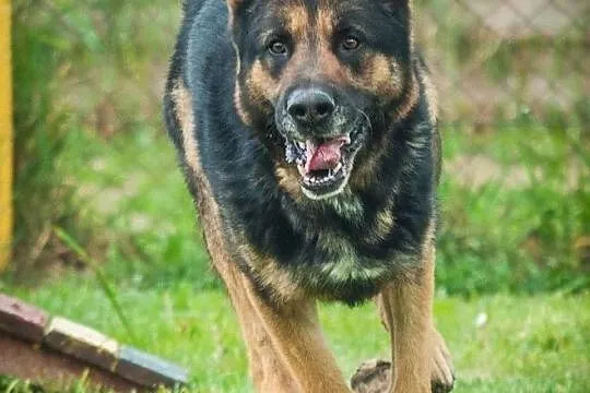 OTOZ Animals - Rafael - dojrzały, szalony owczaek szuka domu z ogrodem, Pomorskie, Tczew