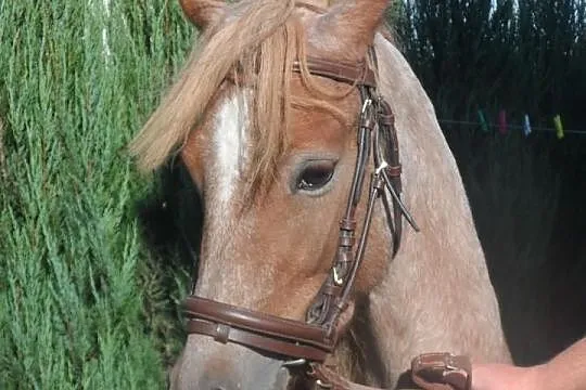 Kuc Walijski KLACZ