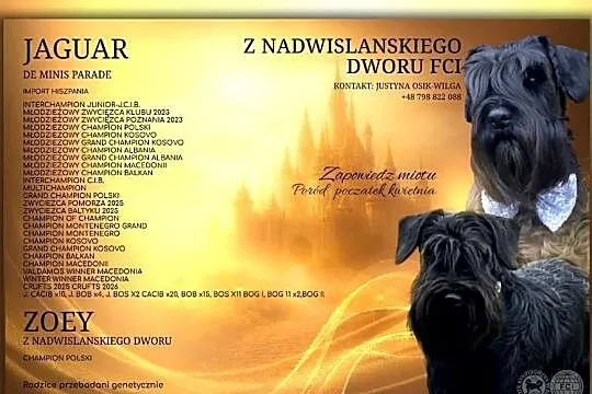 Sznaucer Miniaturowy Czarny szczenięta, Pomorskie, Licze
