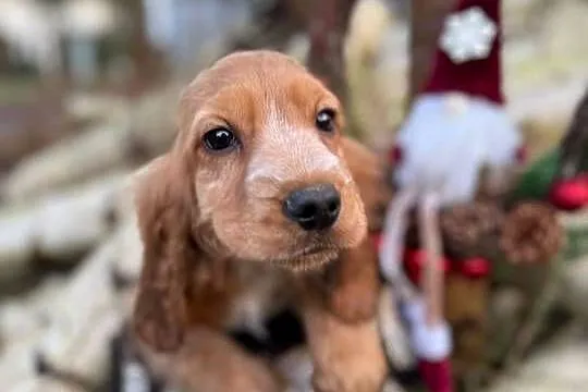 Piękny piesek Cocker Spaniel Angielski Orange Roan z rodowodem