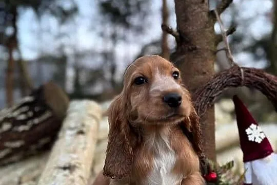 Piękny piesek Cocker Spaniel Angielski Orange Roan z rodowodem, Mazowieckie, Warszawa