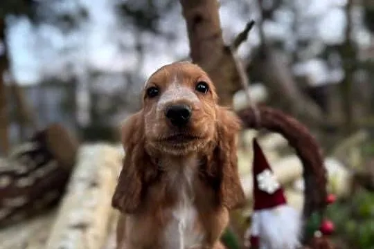 Piękny piesek Cocker Spaniel Angielski Orange Roan z rodowodem, Mazowieckie, Warszawa
