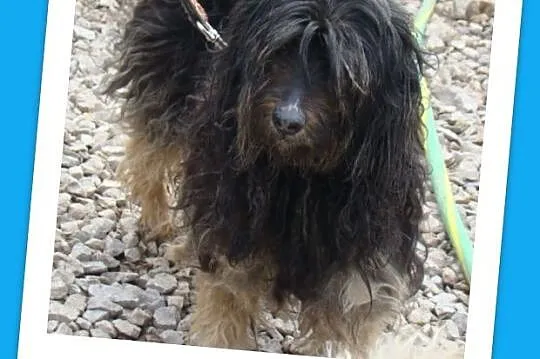 CZAPI PON mix,średni, przyjazny kudłacz,wesoły,towarzyski_Adopcja_