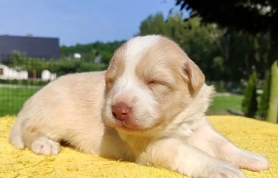 Border Collie - Rasowy pies maści ee-red, komplet dok., Podkarpackie, Iwonicz