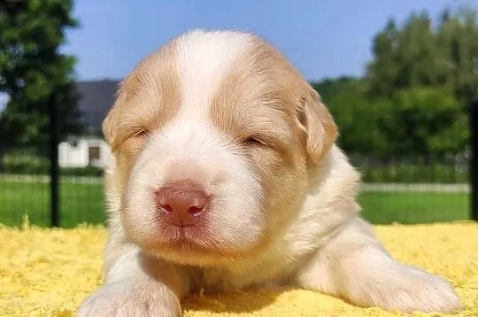 Border Collie - Rasowy pies maści ee-red, komplet dok., Podkarpackie, Iwonicz