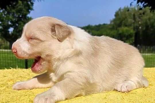 Border Collie - Rasowy pies maści ee-red, komplet dok., Podkarpackie, Iwonicz