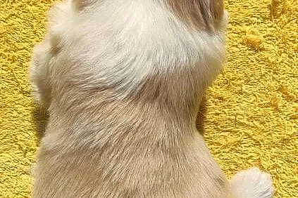 Border Collie - Rasowy pies maści ee-red, komplet dok., Podkarpackie, Iwonicz
