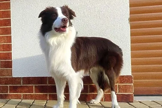 Border Collie - Rasowy pies maści ee-red, komplet dok., Podkarpackie, Iwonicz