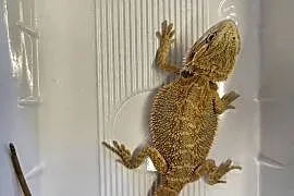 Agama Brodata - Sklep Zoologiczny