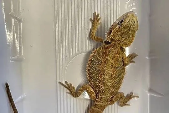 Agama Brodata - Sklep Zoologiczny