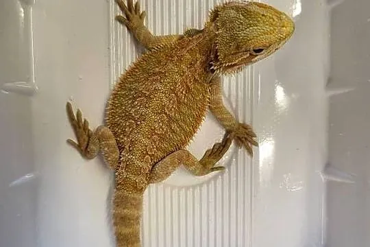 Agama Brodata - Sklep Zoologiczny, Śląskie, Katowice