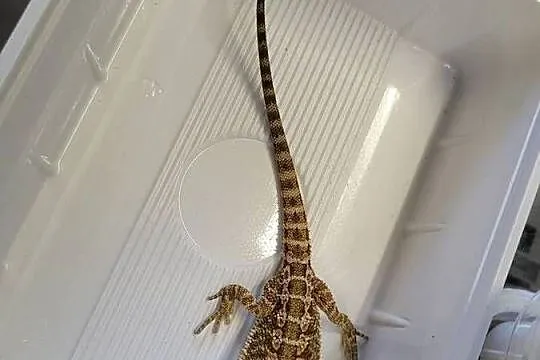 Agama Brodata - Sklep Zoologiczny, Śląskie, Katowice